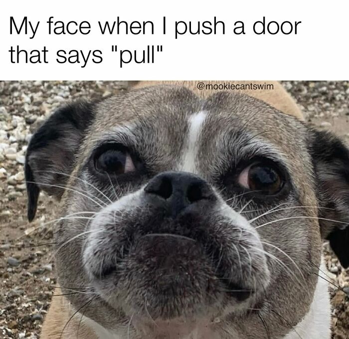 This Dog Owner Turns His Pup&rsquo;s Ridiculous Expressions Into Relatable Memes (35 Pics)