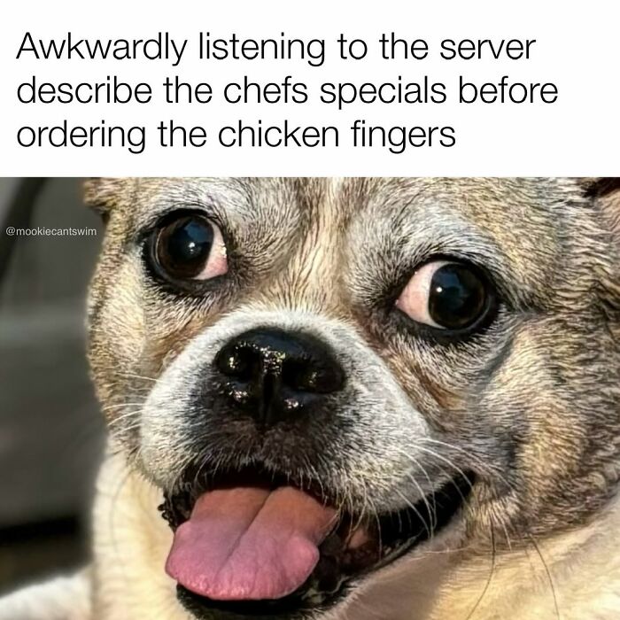 This Dog Owner Turns His Pup&rsquo;s Ridiculous Expressions Into Relatable Memes (35 Pics)