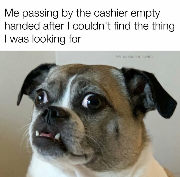 This Dog Owner Turns His Pup&rsquo;s Ridiculous Expressions Into Relatable Memes (35 Pics)