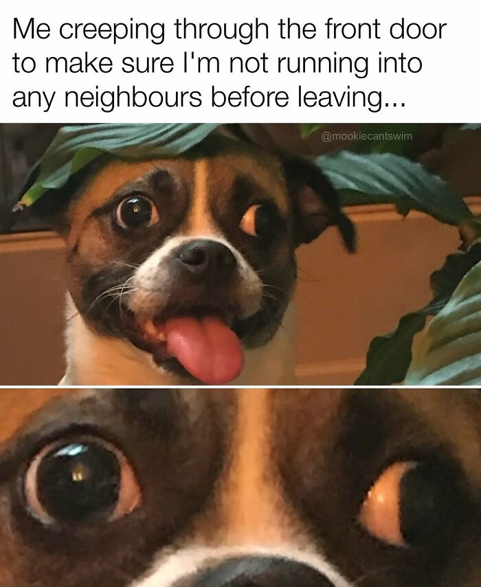 This Dog Owner Turns His Pup&rsquo;s Ridiculous Expressions Into Relatable Memes (35 Pics)