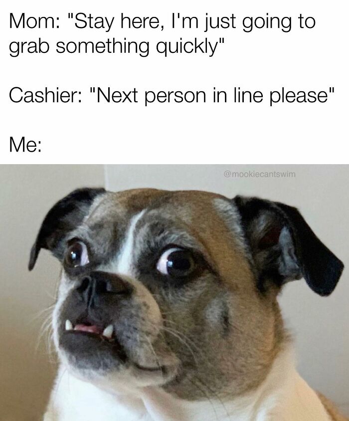This Dog Owner Turns His Pup&rsquo;s Ridiculous Expressions Into Relatable Memes (35 Pics)