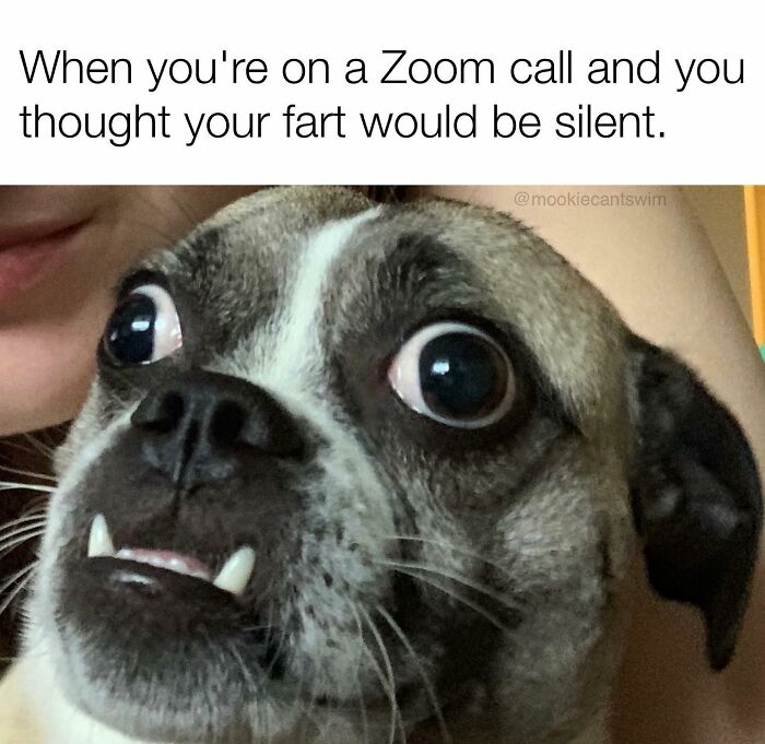 This Dog Owner Turns His Pup&rsquo;s Ridiculous Expressions Into Relatable Memes (35 Pics)