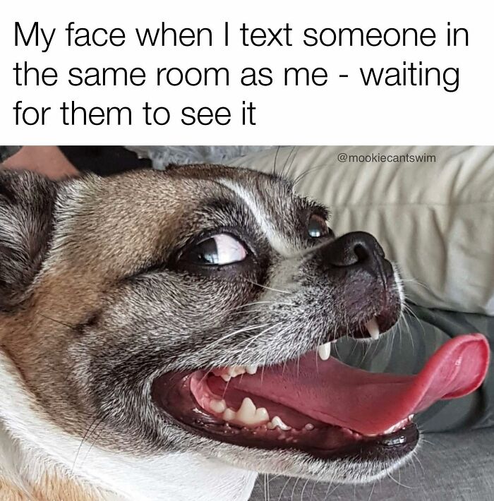 This Dog Owner Turns His Pup&rsquo;s Ridiculous Expressions Into Relatable Memes (35 Pics)