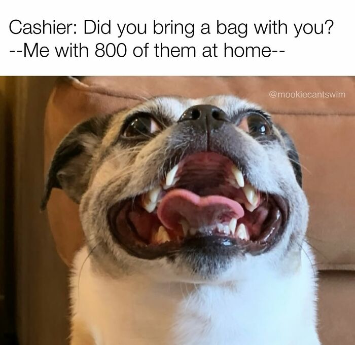 This Dog Owner Turns His Pup&rsquo;s Ridiculous Expressions Into Relatable Memes (35 Pics)