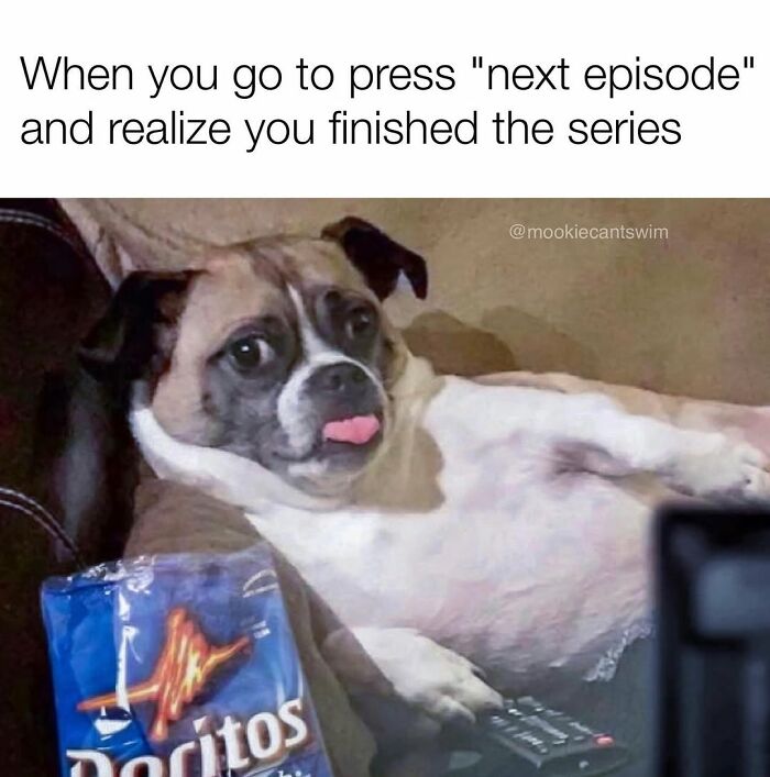 This Dog Owner Turns His Pup&rsquo;s Ridiculous Expressions Into Relatable Memes (35 Pics)
