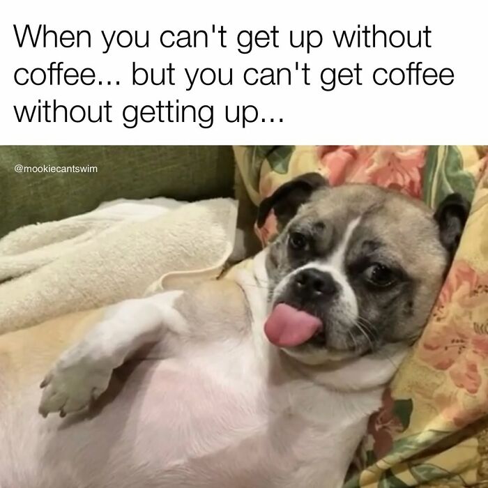 This Dog Owner Turns His Pup&rsquo;s Ridiculous Expressions Into Relatable Memes (35 Pics)