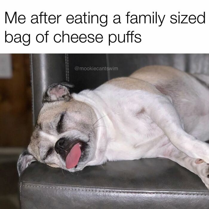This Dog Owner Turns His Pup&rsquo;s Ridiculous Expressions Into Relatable Memes (35 Pics)