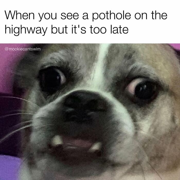 This Dog Owner Turns His Pup&rsquo;s Ridiculous Expressions Into Relatable Memes (35 Pics)