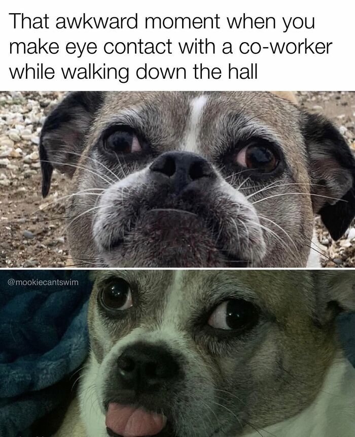 This Dog Owner Turns His Pup&rsquo;s Ridiculous Expressions Into Relatable Memes (35 Pics)