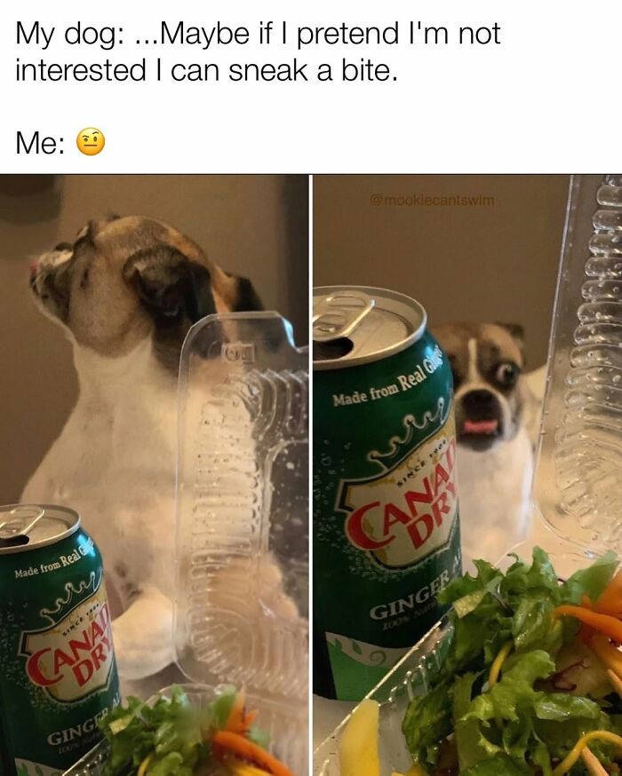 This Dog Owner Turns His Pup&rsquo;s Ridiculous Expressions Into Relatable Memes (35 Pics)