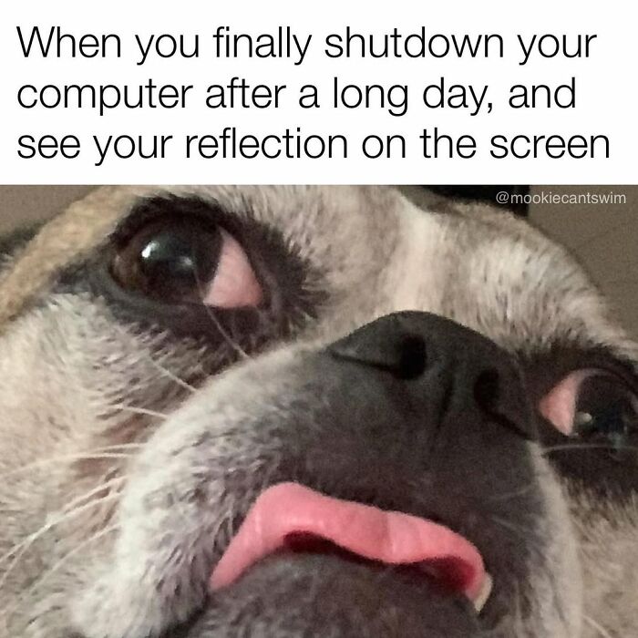 This Dog Owner Turns His Pup&rsquo;s Ridiculous Expressions Into Relatable Memes (35 Pics)