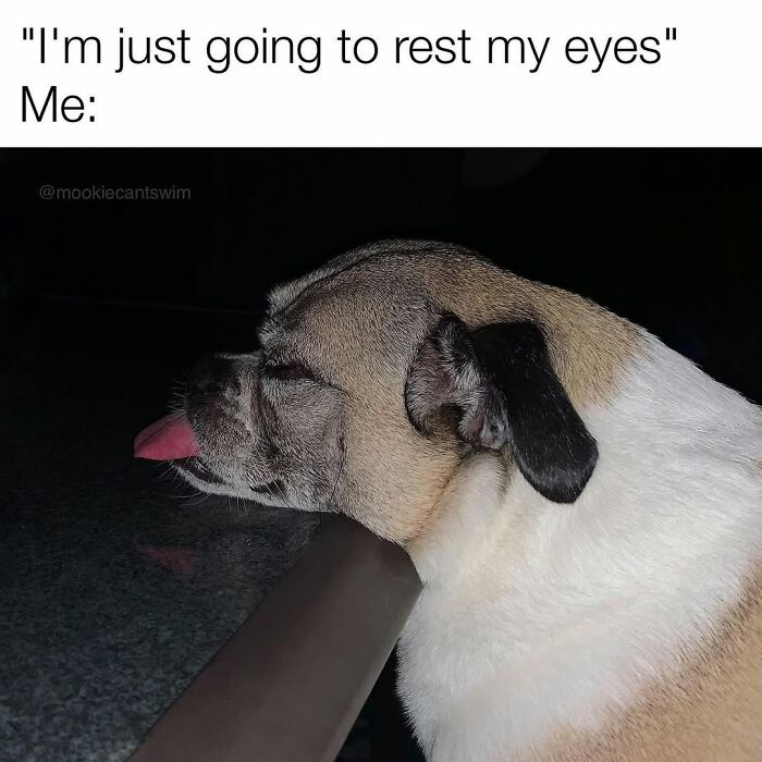 This Dog Owner Turns His Pup&rsquo;s Ridiculous Expressions Into Relatable Memes (35 Pics)
