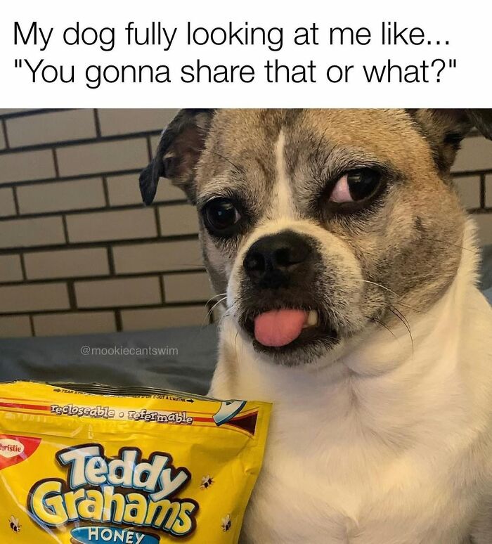 This Dog Owner Turns His Pup&rsquo;s Ridiculous Expressions Into Relatable Memes (35 Pics)
