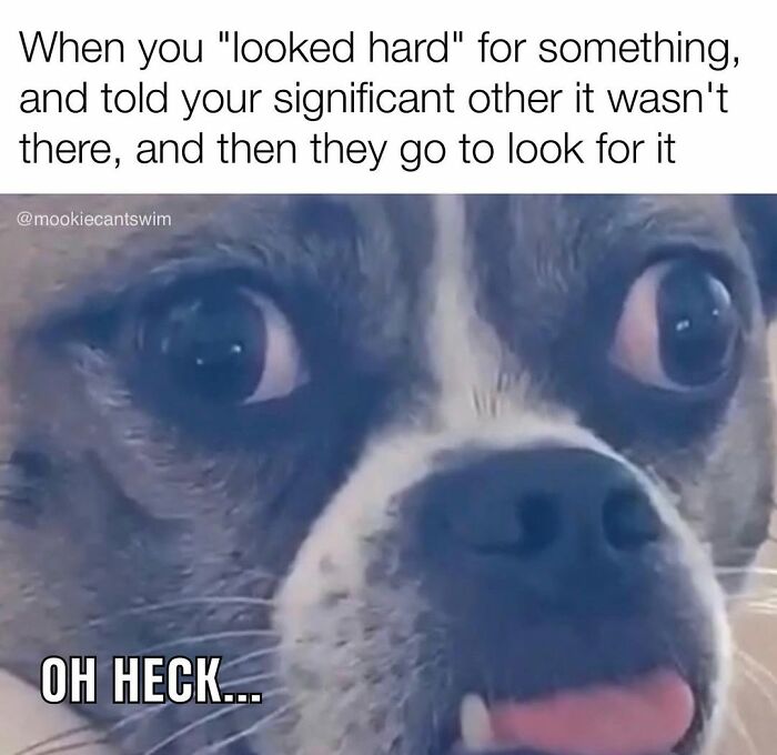 This Dog Owner Turns His Pup&rsquo;s Ridiculous Expressions Into Relatable Memes (35 Pics)