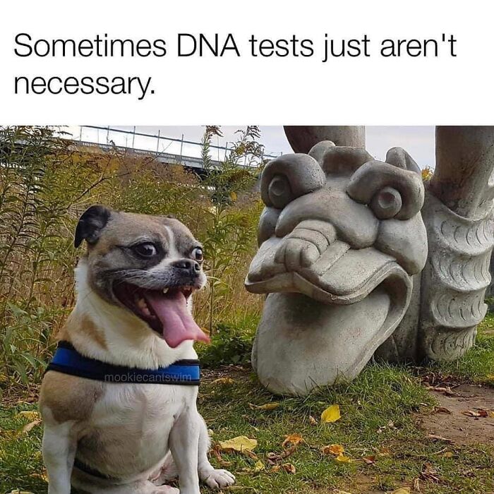 This Dog Owner Turns His Pup&rsquo;s Ridiculous Expressions Into Relatable Memes (35 Pics)