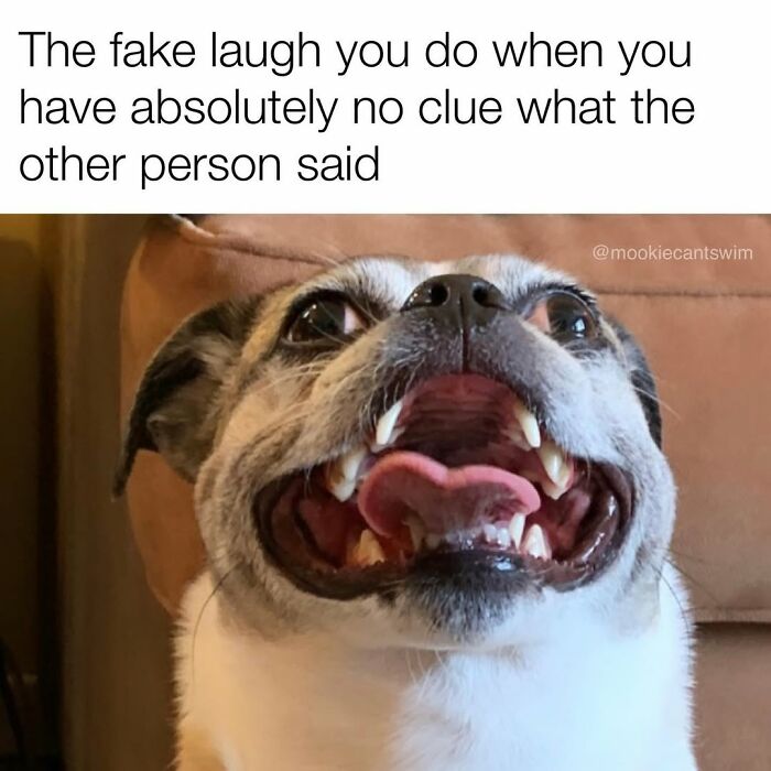 This Dog Owner Turns His Pup&rsquo;s Ridiculous Expressions Into Relatable Memes (35 Pics)