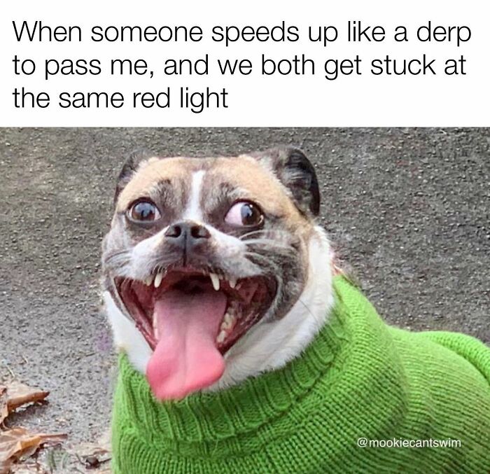 This Dog Owner Turns His Pup&rsquo;s Ridiculous Expressions Into Relatable Memes (35 Pics)