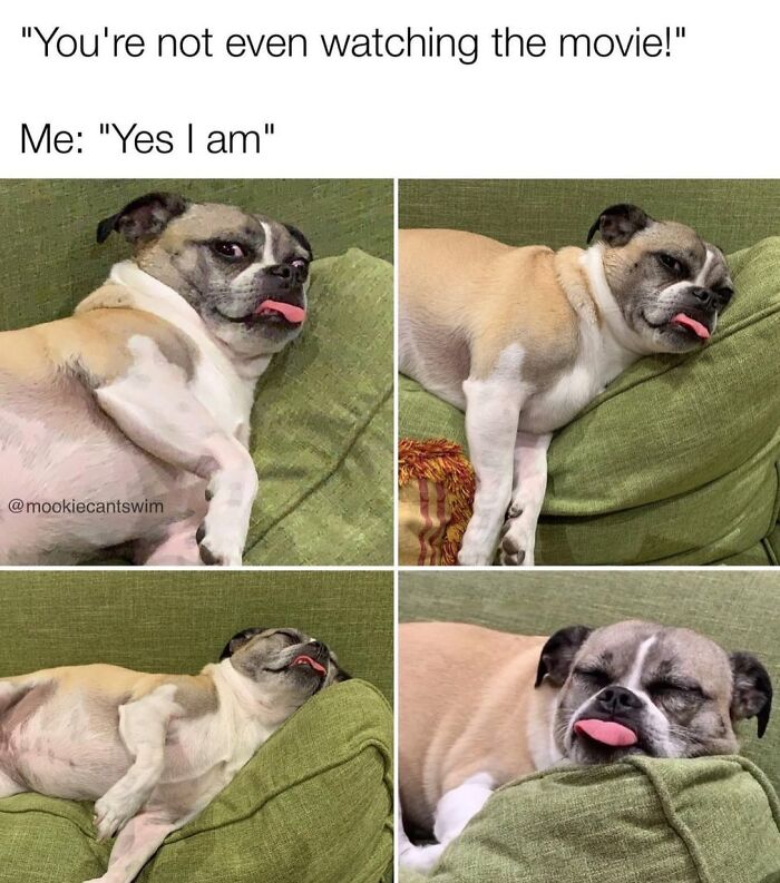 This Dog Owner Turns His Pup&rsquo;s Ridiculous Expressions Into Relatable Memes (35 Pics)