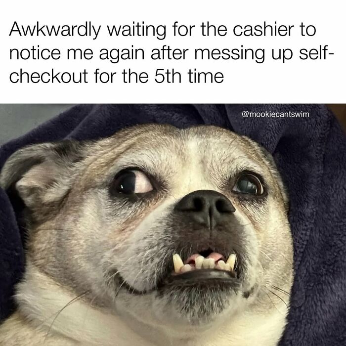 This Dog Owner Turns His Pup&rsquo;s Ridiculous Expressions Into Relatable Memes (35 Pics)