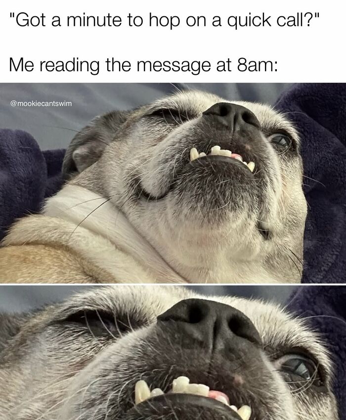 This Dog Owner Turns His Pup&rsquo;s Ridiculous Expressions Into Relatable Memes (35 Pics)