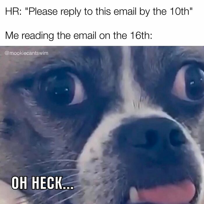 This Dog Owner Turns His Pup&rsquo;s Ridiculous Expressions Into Relatable Memes (35 Pics)