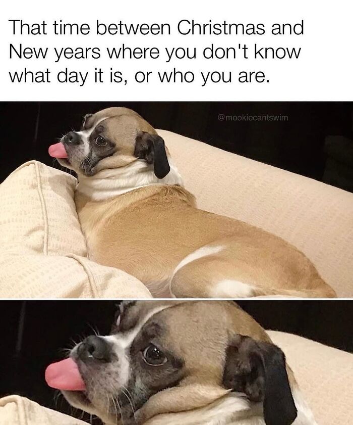 This Dog Owner Turns His Pup&rsquo;s Ridiculous Expressions Into Relatable Memes (35 Pics)