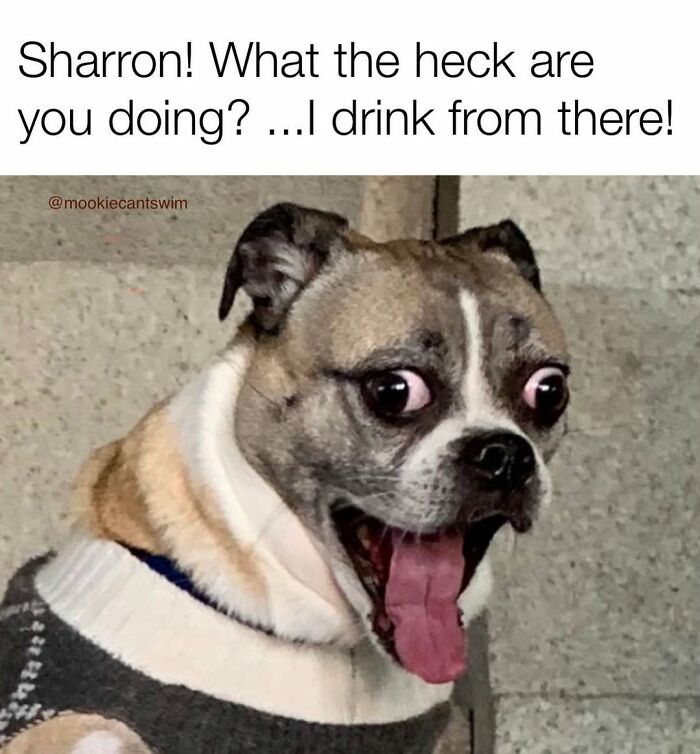 This Dog Owner Turns His Pup&rsquo;s Ridiculous Expressions Into Relatable Memes (35 Pics)