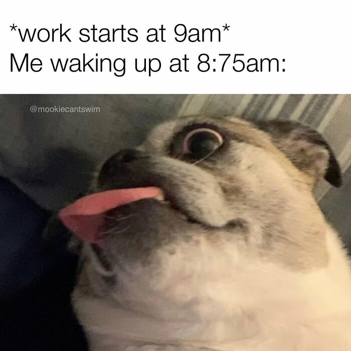 This Dog Owner Turns His Pup&rsquo;s Ridiculous Expressions Into Relatable Memes (35 Pics)