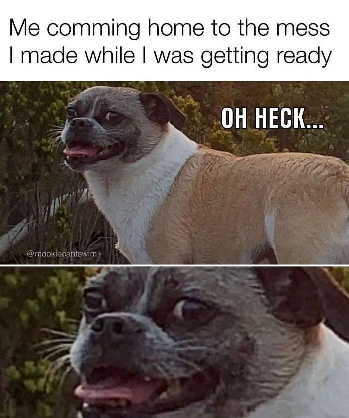 This Dog Owner Turns His Pup&rsquo;s Ridiculous Expressions Into Relatable Memes (35 Pics)