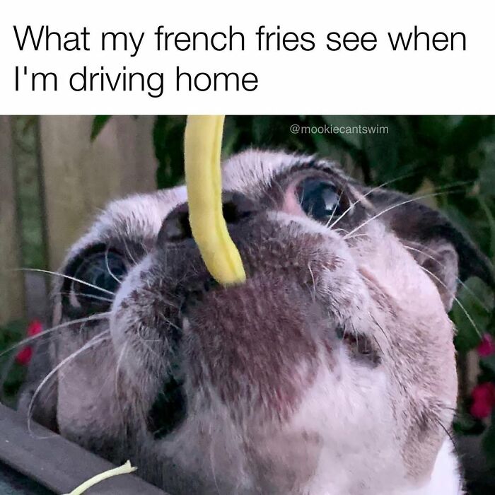 This Dog Owner Turns His Pup&rsquo;s Ridiculous Expressions Into Relatable Memes (35 Pics)