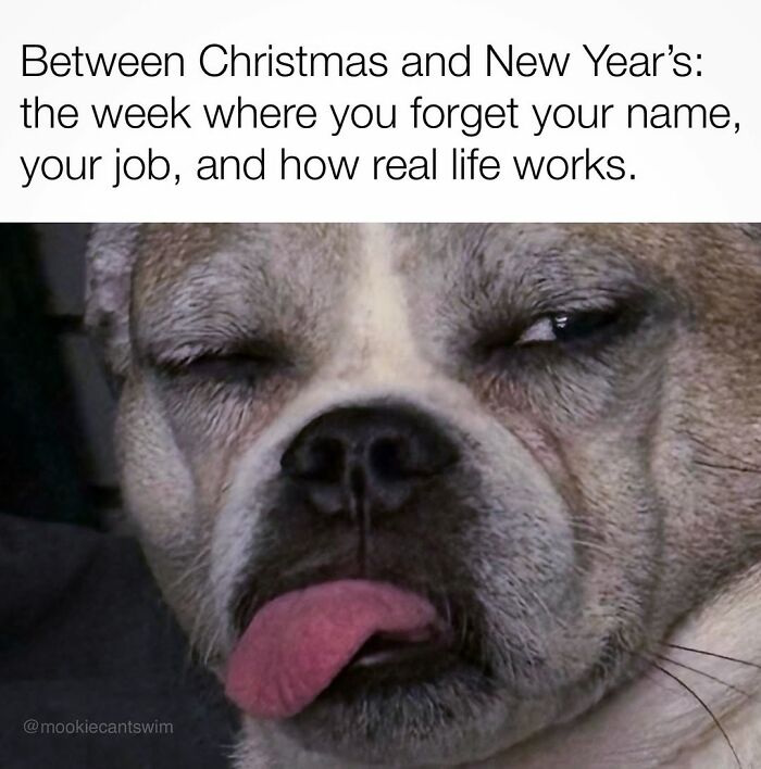 This Dog Owner Turns His Pup&rsquo;s Ridiculous Expressions Into Relatable Memes (35 Pics)