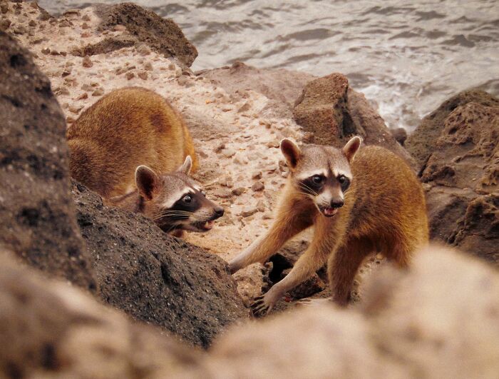 Mexican Island Raccoons Stun Researchers By Making Toys From Beach Club Trash And Sand Mexican Island Raccoons Stun Researchers By Making Toys From Beach Club Trash And Sand