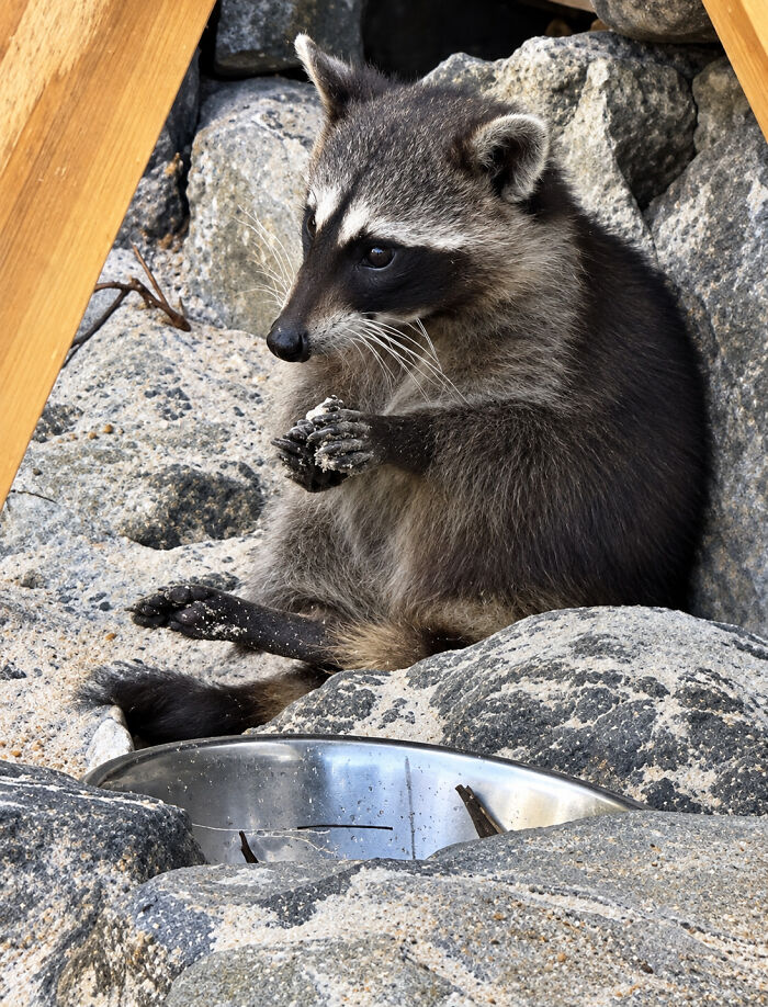 Mexican Island Raccoons Stun Researchers By Making Toys From Beach Club Trash And Sand Mexican Island Raccoons Stun Researchers By Making Toys From Beach Club Trash And Sand