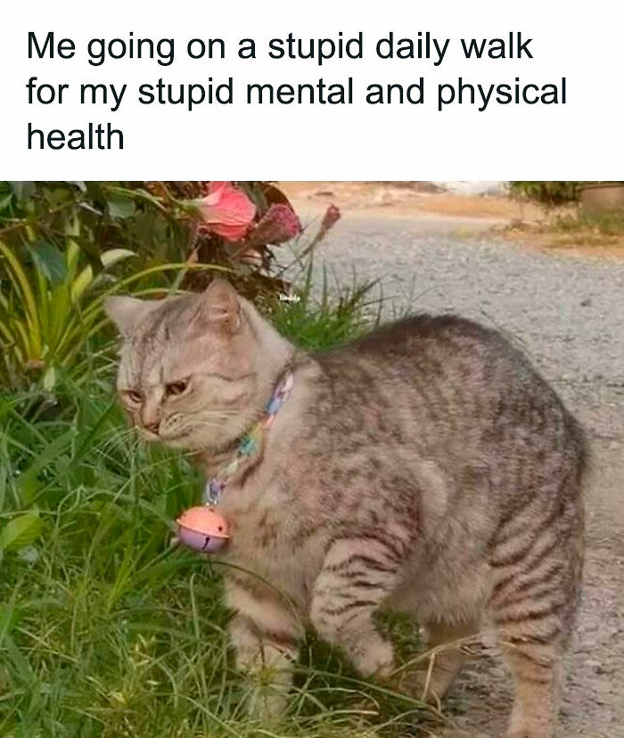80 Relatable Memes For Introverts Whose Idea Of A Perfect Night Is Zero Human Contact 80 Relatable Memes For Introverts Whose Idea Of A Perfect Night Is Zero Human Contact