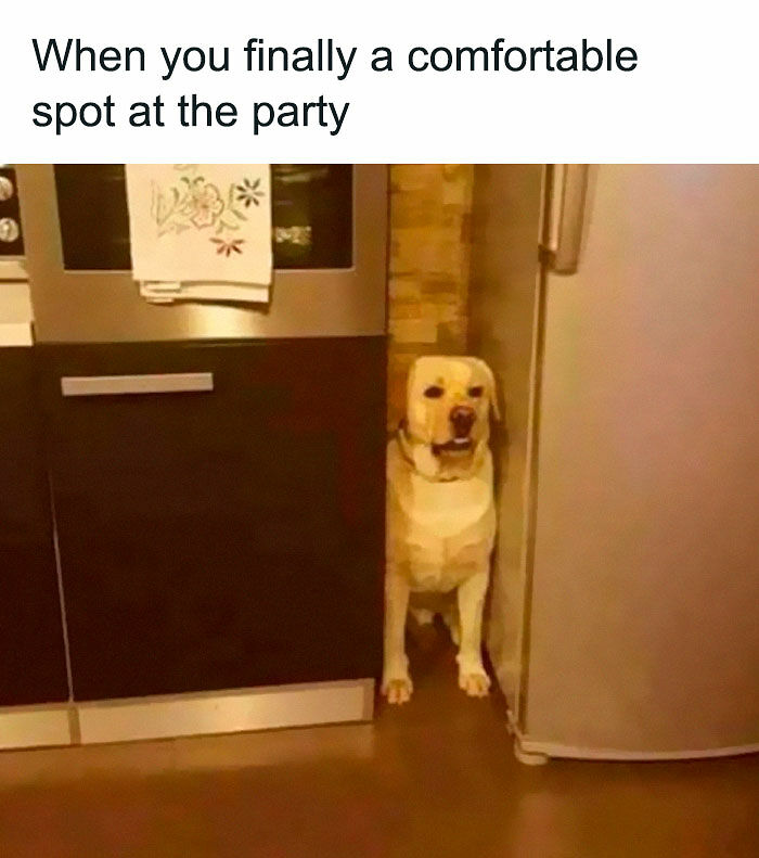 80 Relatable Memes For Introverts Whose Idea Of A Perfect Night Is Zero Human Contact 80 Relatable Memes For Introverts Whose Idea Of A Perfect Night Is Zero Human Contact