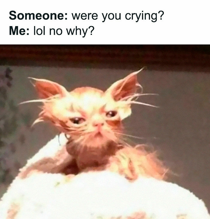 80 Relatable Memes For Introverts Whose Idea Of A Perfect Night Is Zero Human Contact 80 Relatable Memes For Introverts Whose Idea Of A Perfect Night Is Zero Human Contact