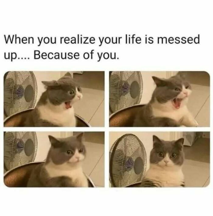 80 Relatable Memes For Introverts Whose Idea Of A Perfect Night Is Zero Human Contact 80 Relatable Memes For Introverts Whose Idea Of A Perfect Night Is Zero Human Contact