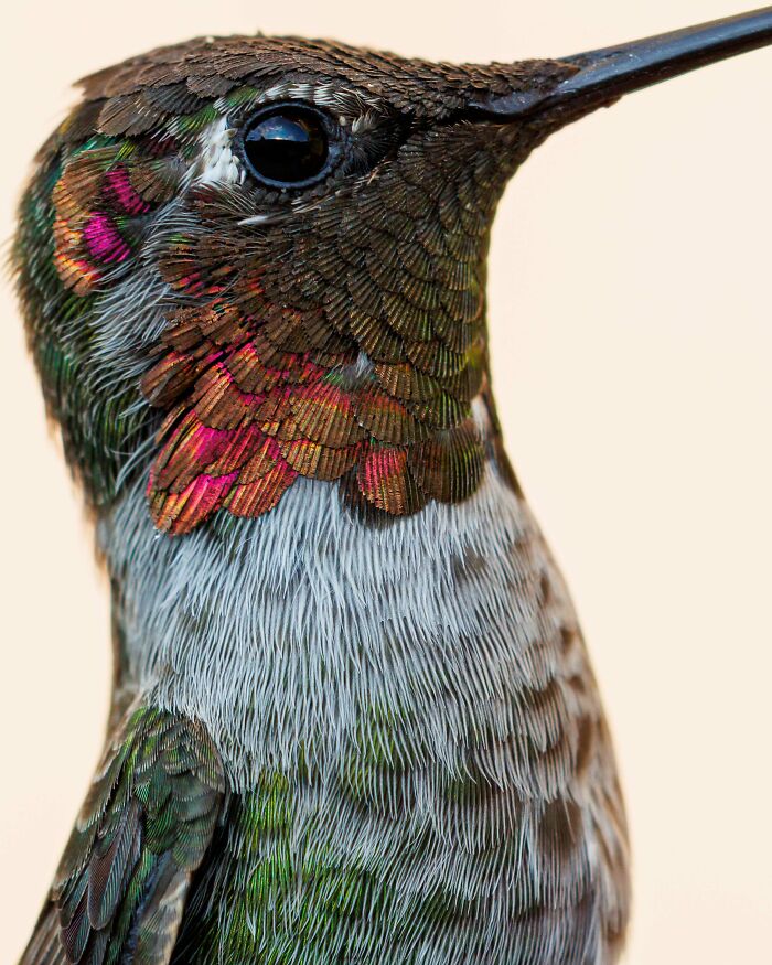 From Birds To Landscapes: 53 Striking Photos Shared On This Reddit Community From Birds To Landscapes: 53 Striking Photos Shared On This Reddit Community