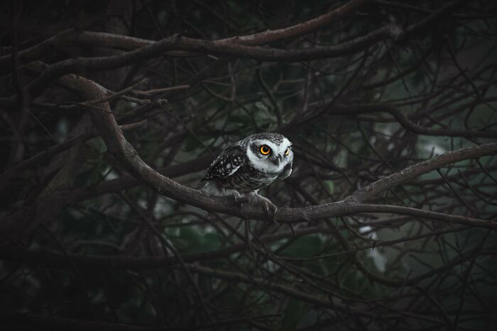 From Birds To Landscapes: 53 Striking Photos Shared On This Reddit Community From Birds To Landscapes: 53 Striking Photos Shared On This Reddit Community