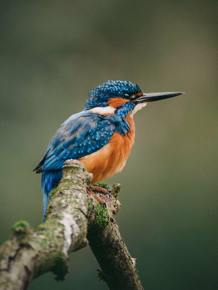From Birds To Landscapes: 53 Striking Photos Shared On This Reddit Community From Birds To Landscapes: 53 Striking Photos Shared On This Reddit Community