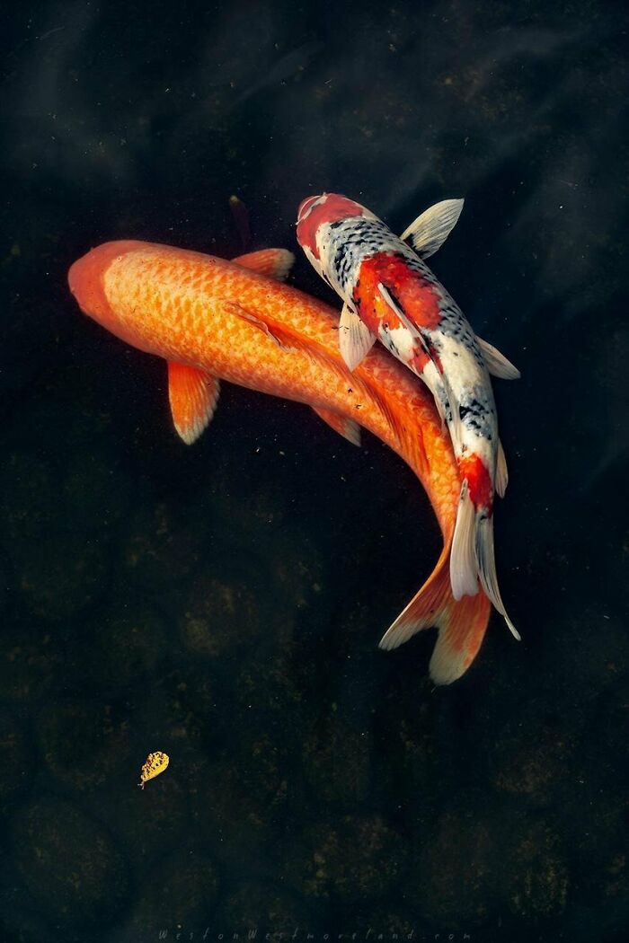 From Birds To Landscapes: 53 Striking Photos Shared On This Reddit Community From Birds To Landscapes: 53 Striking Photos Shared On This Reddit Community