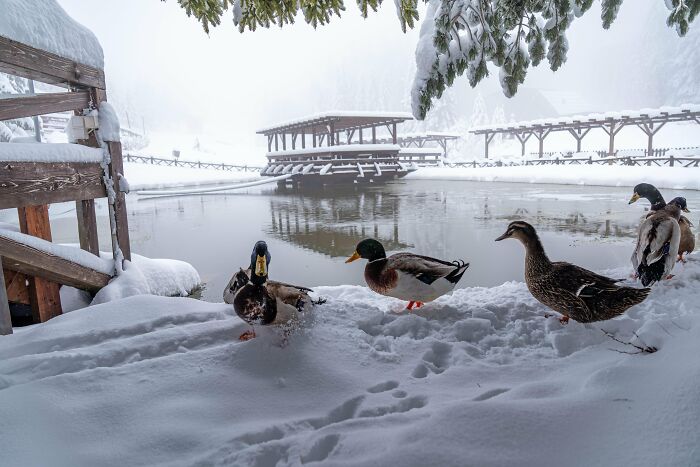 From Birds To Landscapes: 53 Striking Photos Shared On This Reddit Community From Birds To Landscapes: 53 Striking Photos Shared On This Reddit Community