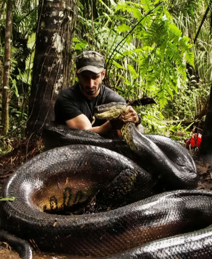 Man Lets A Giant Snake Try To Swallow Him, Says A Much Smaller Animal Hurt Far More Man Lets A Giant Snake Try To Swallow Him, Says A Much Smaller Animal Hurt Far More