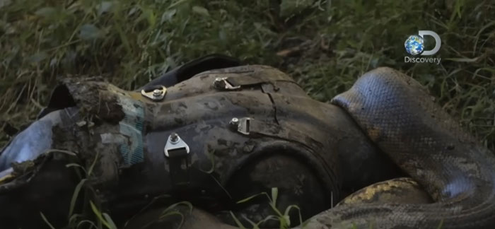 Man Lets A Giant Snake Try To Swallow Him, Says A Much Smaller Animal Hurt Far More Man Lets A Giant Snake Try To Swallow Him, Says A Much Smaller Animal Hurt Far More