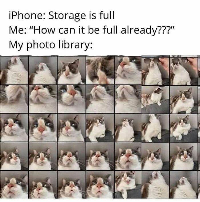 This Page Shared 57 Hilarious Cat Posts For Anyone Who Has Never Said “Enough Cats” This Page Shared 57 Hilarious Cat Posts For Anyone Who Has Never Said “Enough Cats”