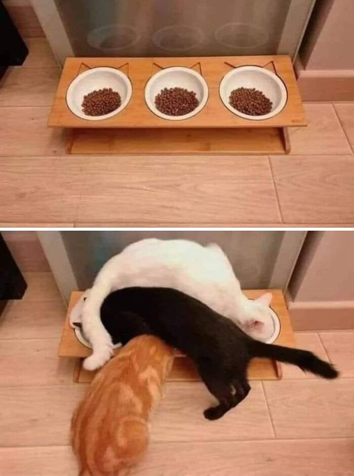 This Page Shared 57 Hilarious Cat Posts For Anyone Who Has Never Said “Enough Cats” This Page Shared 57 Hilarious Cat Posts For Anyone Who Has Never Said “Enough Cats”