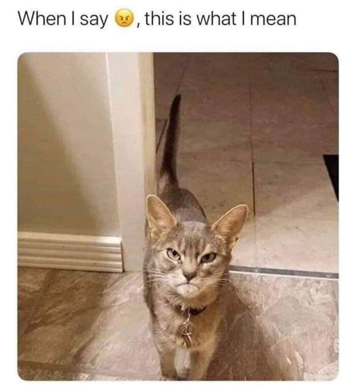 This Page Shared 57 Hilarious Cat Posts For Anyone Who Has Never Said “Enough Cats” This Page Shared 57 Hilarious Cat Posts For Anyone Who Has Never Said “Enough Cats”