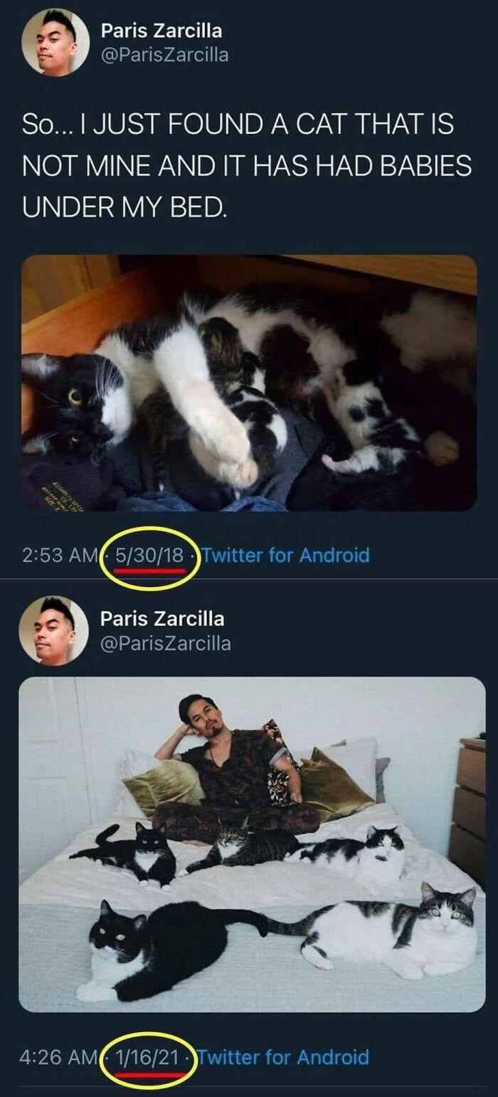This Page Shared 57 Hilarious Cat Posts For Anyone Who Has Never Said “Enough Cats” This Page Shared 57 Hilarious Cat Posts For Anyone Who Has Never Said “Enough Cats”