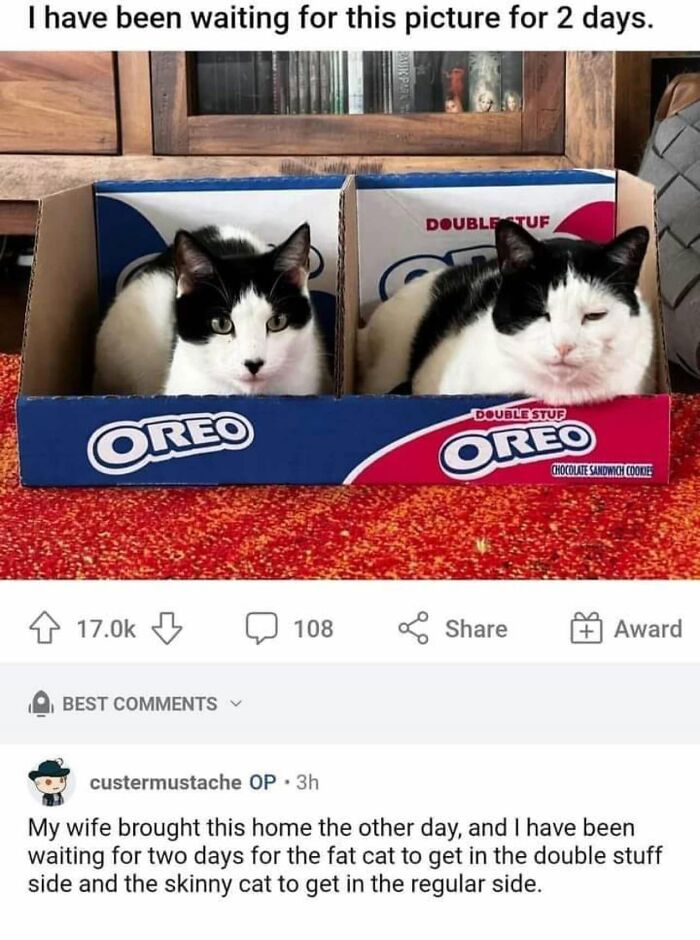 This Page Shared 57 Hilarious Cat Posts For Anyone Who Has Never Said “Enough Cats” This Page Shared 57 Hilarious Cat Posts For Anyone Who Has Never Said “Enough Cats”