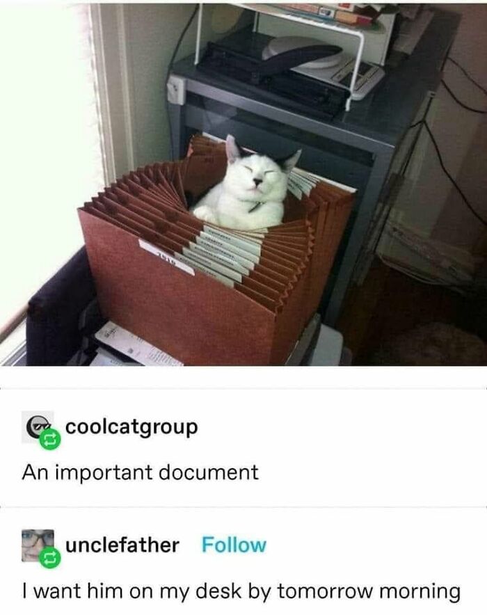 This Page Shared 57 Hilarious Cat Posts For Anyone Who Has Never Said “Enough Cats” This Page Shared 57 Hilarious Cat Posts For Anyone Who Has Never Said “Enough Cats”
